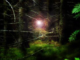 Light in the Forest - Photo by HG