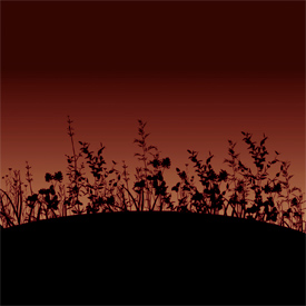 Silhouette of Plants - Photo courtesy of Randi Klugiewicz