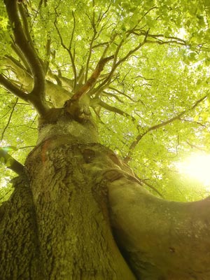 Tiga, the Tree of Life